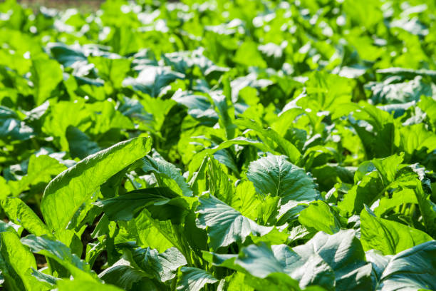 en hortalizas de plantación natural al aire libre - technology farm cameron highlands agriculture fotografías e imágenes de stock