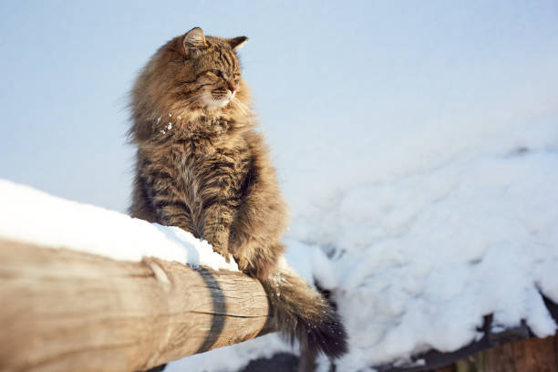 istock looking down cat on wooden profile 1132753427