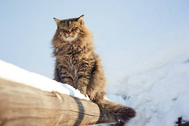 istock serious careless cat on log in winter 1132753803