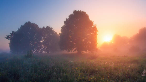 istock Scenery nature in morning sunlight. Trees on morning meadow illuminated by sun 1132754897