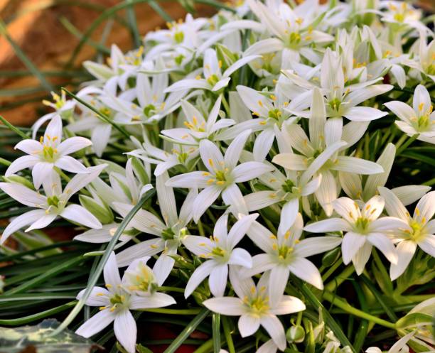 istock Ornithogalum Tenuifolium 1132755177