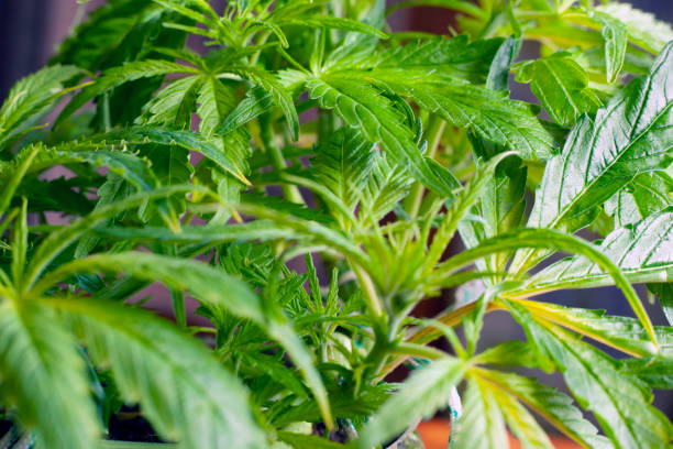 istock cannabis leaf herb or otherwise called marijuana, an indoor growing indica 1132756682