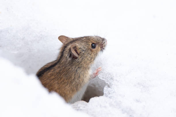 mysz śnieg zima - mouse rodent animal field mouse zdjęcia i obrazy z banku zdjęć