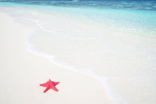 Summer Beach Starfish And Tropical Sea Background