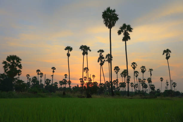 Natural silhouette view of sugar palm during sunset time