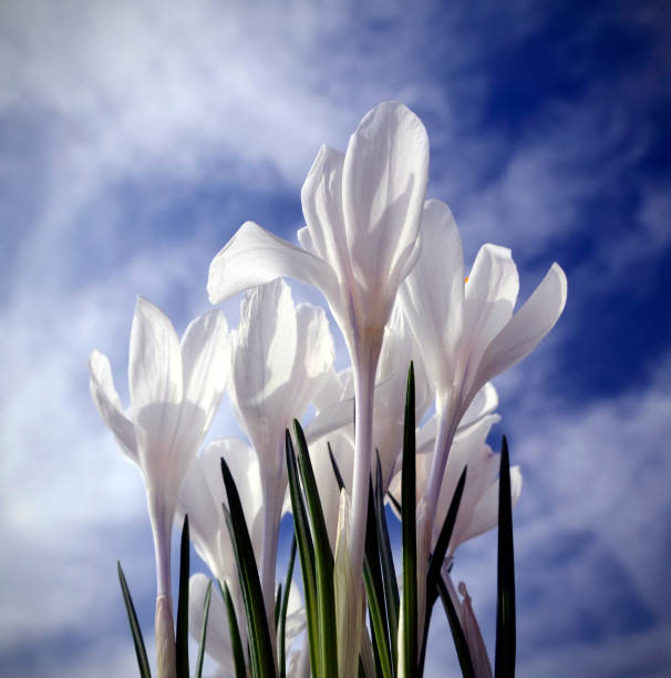 crocus blanco, presagio de la primavera, cielo de fondo - harbinger fotografías e imágenes de stock