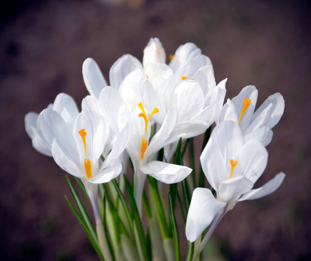 nahaufnahme von weißem krokus, vorbote des frühlings - harbinger stock-fotos und bilder