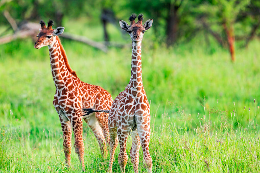 Newborn Giraffe Calf with umbilical cord at wild in Serengeti