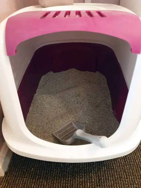 Litter box the quiet place for the cat in the house