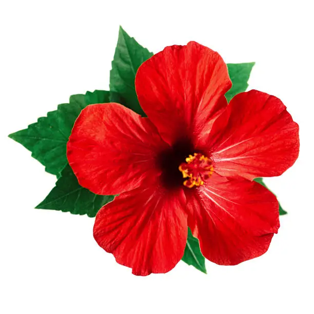 Photo of Red hibiscus flower isolated on white background with clipping path