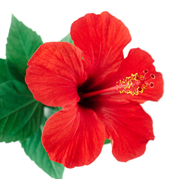 istock Red hibiscus flower isolated on white background with clipping path 1132763288