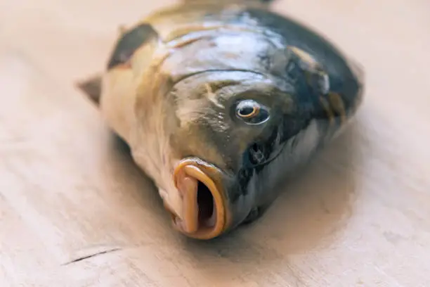 Photo of Fish carp on a bright table