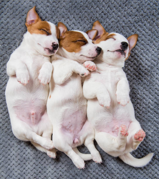 Cute puppy sleeping with their paws up on a gray background. Dogs dreaming sweet with their mother. Tired pets.