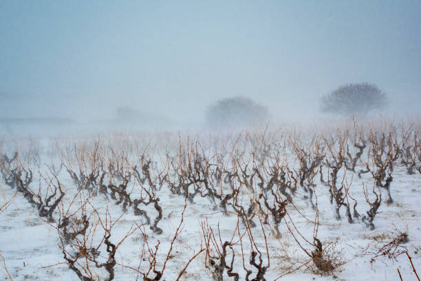 istock Vineyard covered in winter snow 1132763838