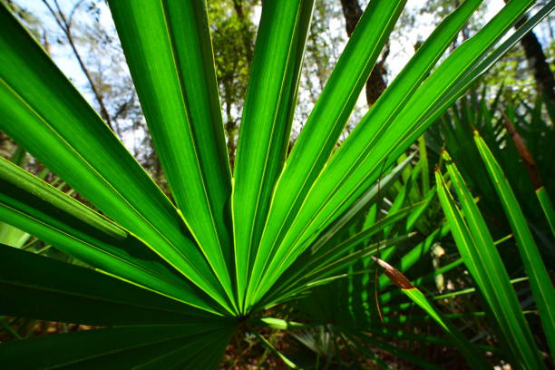istock Wide angle view of back-lit palm frond underside in forest 1132765155