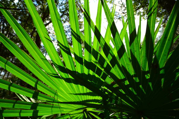 istock Back-lit palm fronds casting forked shadows on the lower leaves 1132765185