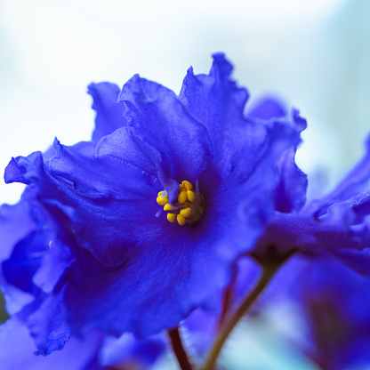 Viola flower close up, selective focus