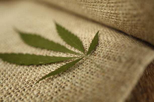 Fabric made from hemp . Cannabis fiber and leaf