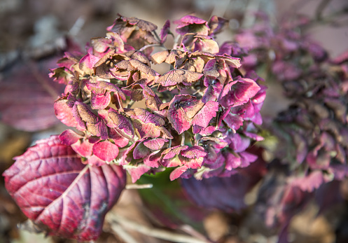 The Hydrangea's fading beauty and colors in late fall, in an English garden (before) the winter arrives to claim it's curling leaves for another year.