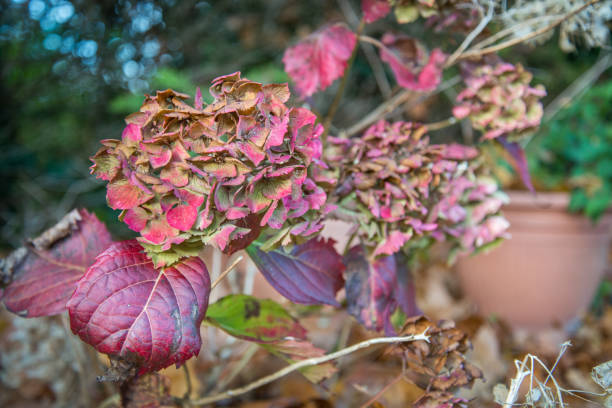 The Hydrangea's fading beauty and colors in late fall, in an English garden (before) the winter arrives to claim it's curling leaves for another year.