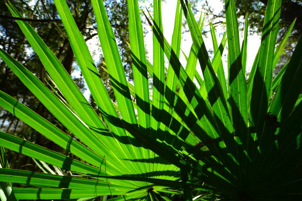 istock Wide view of back-lit palm fronds casting shadows on each other 1132766258