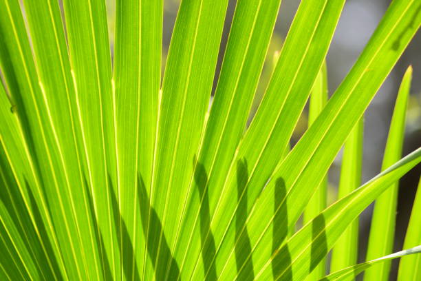 istock Back-lit palm frond with pointy shadows at bottom 1132766380