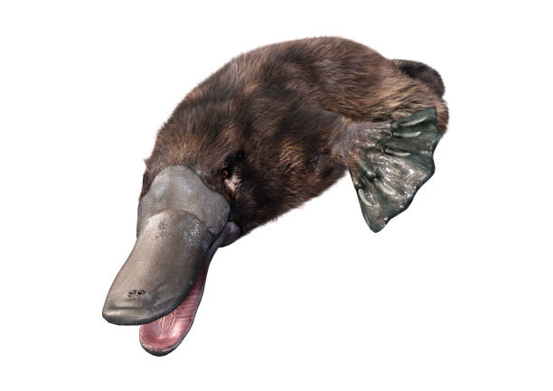 3D illustration exotic animal platypus on white 3D rendering of an exotic animal platypus isolated on white background duck billed platypus stock pictures, royalty-free photos & images
