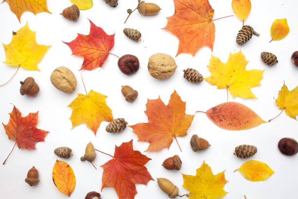 istock Autumn composition. Autumn dried leaves on white background. Flat lay, top view 1132767601