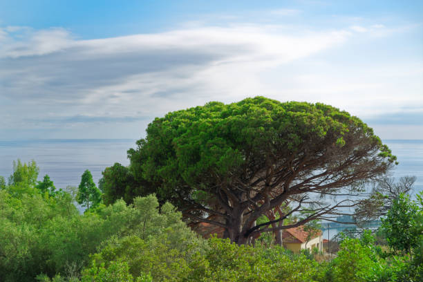 istock Tropical nature scene of a tree against cloudy sky 1132768203