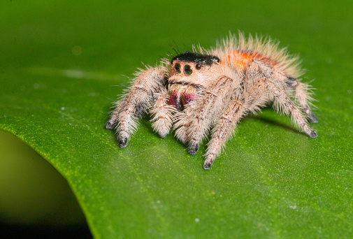 Portrait of tiny jumping spider standing on leaf. Macro photo