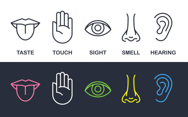 Human body senses line vector line icons Five human body senses sign set with nose for smell, tongue for taste, hand for touch, eye for sight, and ear for hearing - line icons. Vector illustration. sense of science and technology stock illustrations