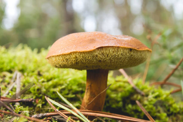 istock Beautiful boletus growing on the moss in the forest 1132771344