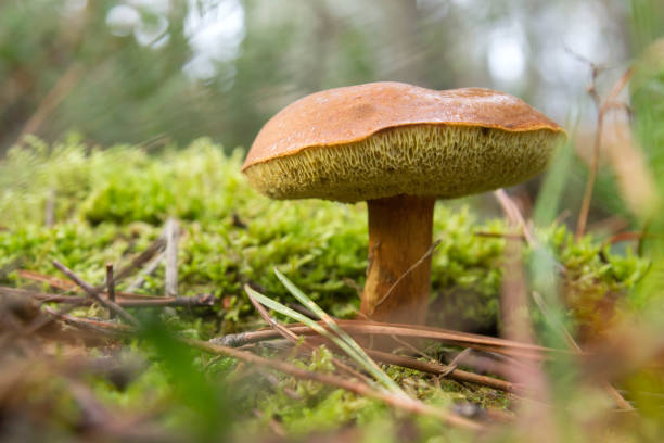istock Bay bolete on the green moss 1132771347