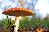 Amanita muscaria among the grass in the forest