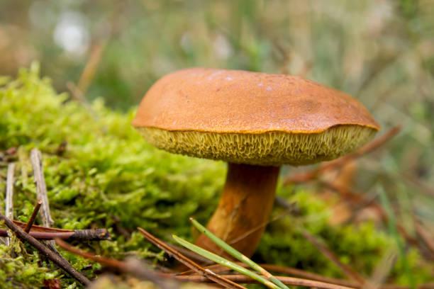 Photo of Wild boletus growing in the forest soil