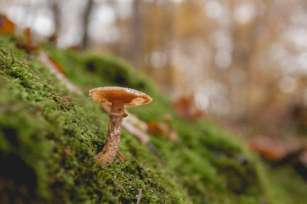 istock wild mushroom growing on the forest green moss 1132771383
