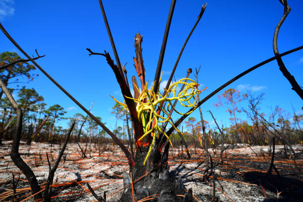 vista a nivel del suelo de saw palmetto comenzando a florecer después del fuego - florida palm tree sky saw palmetto fotografías e imágenes de stock