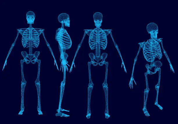 Vector illustration of Set with wireframe polygonal human skeletons. Front, back, side, isometric view.