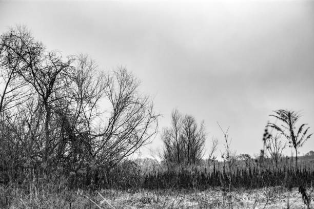 istock monochrome Texas landscape trees grasses 1132773147