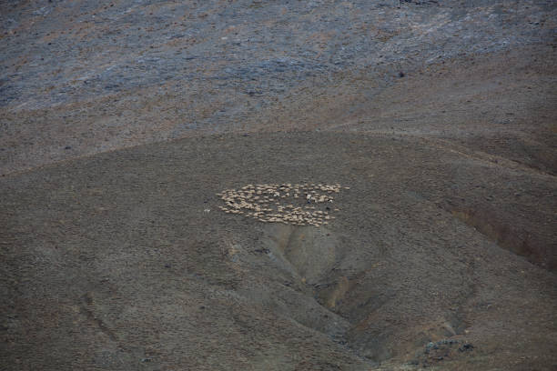 istock Sheep grazing in the mountains 1132773342