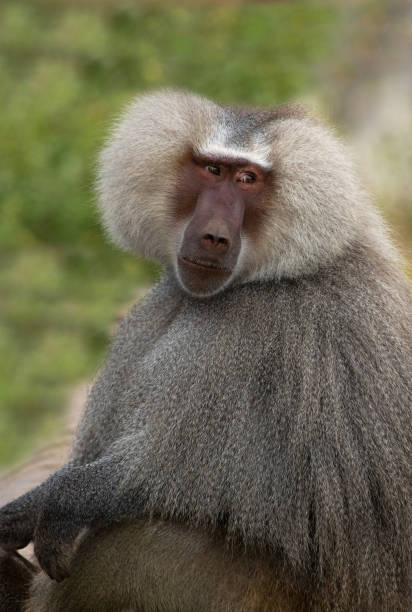 istock Old World monkeys: Hamadryas Baboon (Papio hamadryas) male portrait. 1132774256