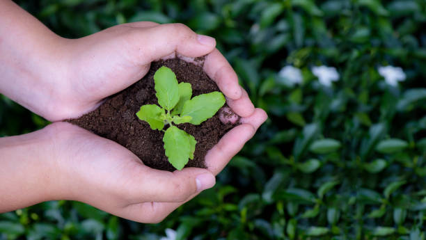 istock hands holding young plant on