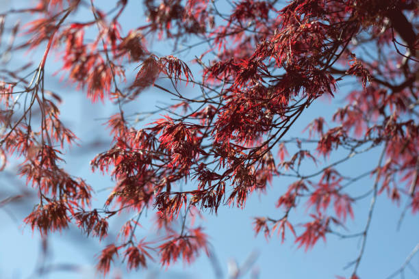 palmatumblätter im frühjahr - acer japonica stock-fotos und bilder