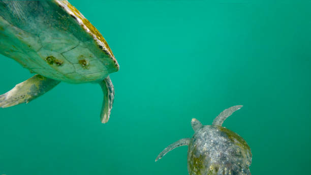 istock Two Green Sea Turtles Swimming Away 1132778125