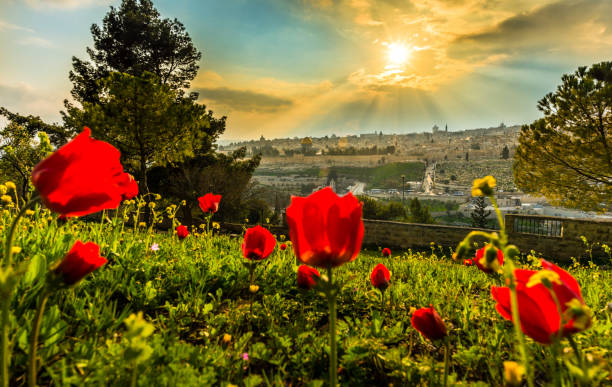 jerusalén con flores rojas - mount of olives fotografías e imágenes de stock