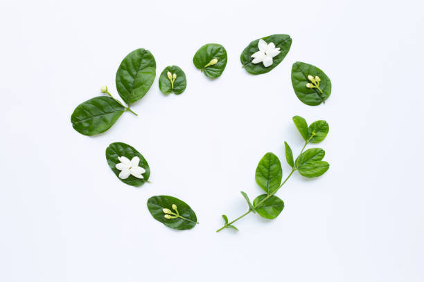 istock Jasmine flower with leaves on white 1132778932