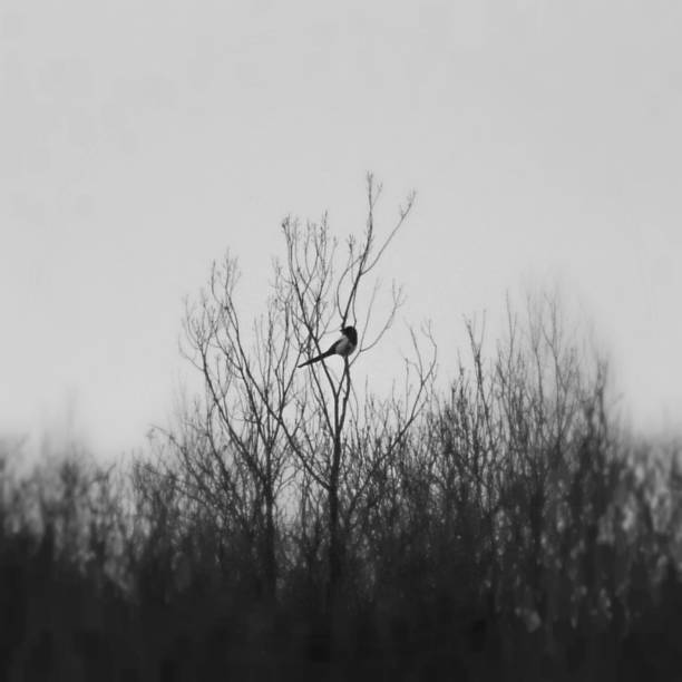 Magpie on a tree close up black and white image