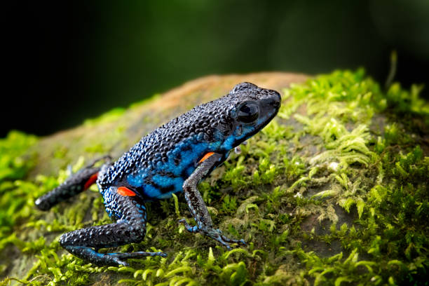poisonous dart frog, Ameerega ingeri a dendrobatidae amphibian poisonous dart frog, Ameerega ingeri a dendrobatidae amphibian from the tropical Amazon rain forest in Colombia. Poisonous animal. dendrobatidae stock pictures, royalty-free photos & images