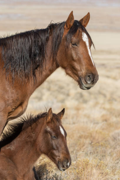 istock Wild Horse Mare and Foal in Winter 1132780849