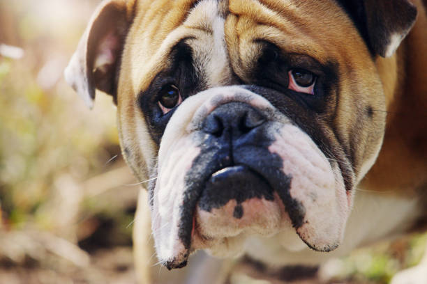 istock Do you want to come play with me? 1132780891